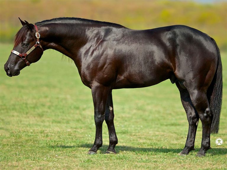 Stallion Auctions