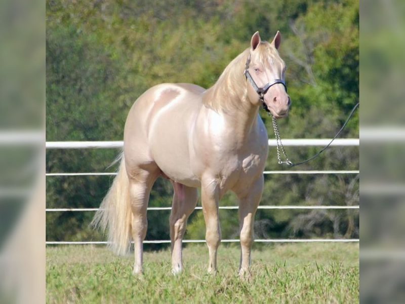 Busy Winin Chex Stallion Auctions